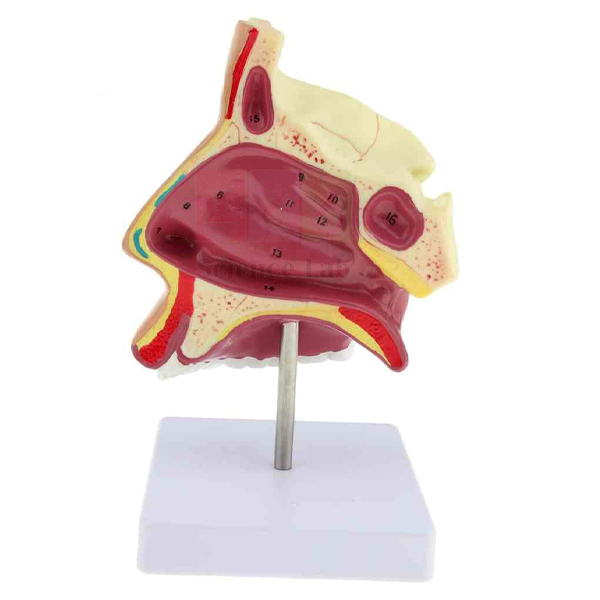 Human Nose Model on Stand